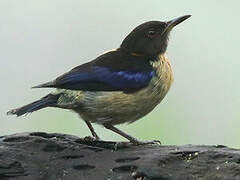 Golden-collared Honeycreeper