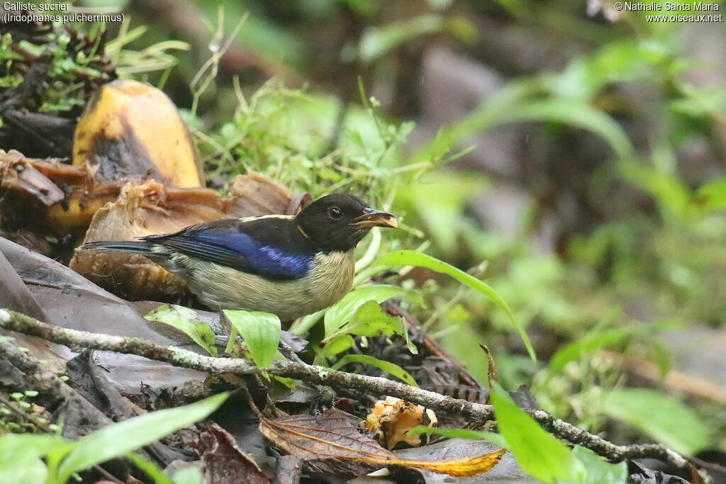 Golden-collared Honeycreeperadult, identification, feeding habits, eats