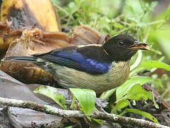 Golden-collared Honeycreeper