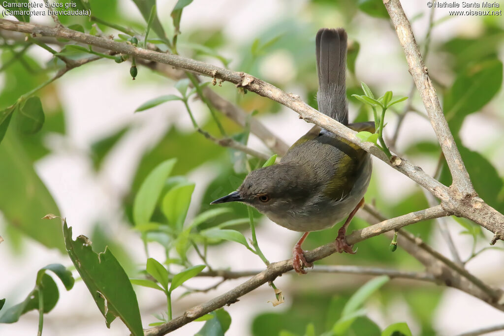 Grey-backed Camaropteraadult, identification, habitat