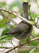 Grey-backed Camaroptera