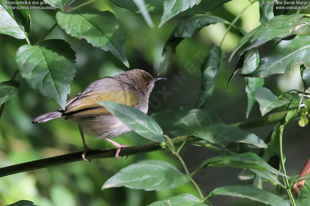 Camaroptère à dos grisadulte, identification, habitat