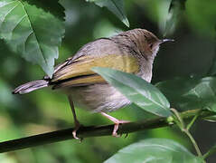 Grey-backed Camaroptera