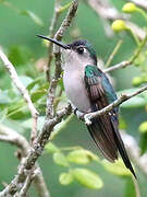 Curve-winged Sabrewing