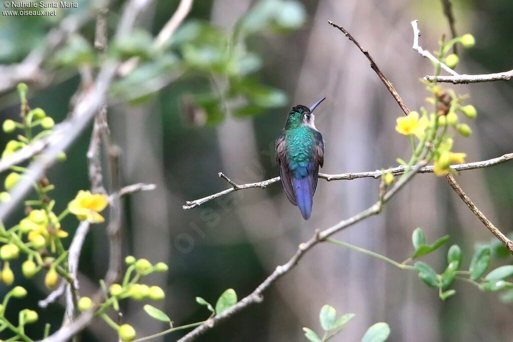 Curve-winged Sabrewingadult, identification