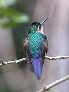 Curve-winged Sabrewing