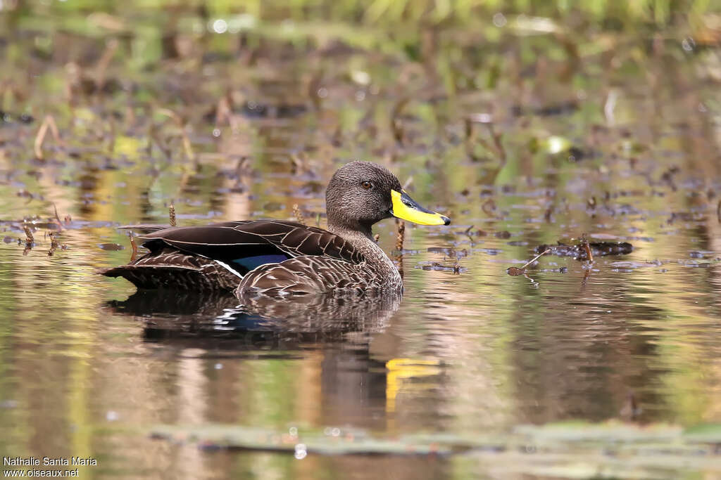 Canard à bec jauneadulte, pigmentation, nage