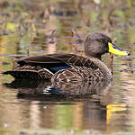 Canard à bec jaune