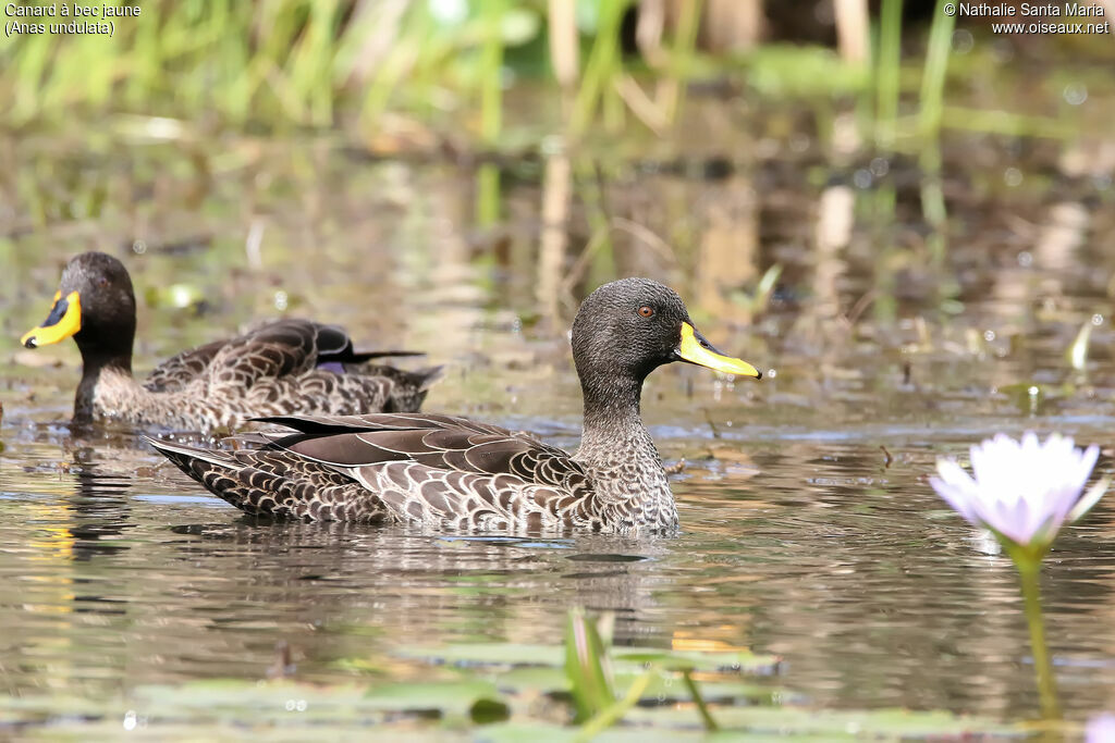 Yellow-billed Duckadult, habitat, swimming