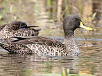 Canard à bec jaune