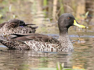 Canard à bec jaune