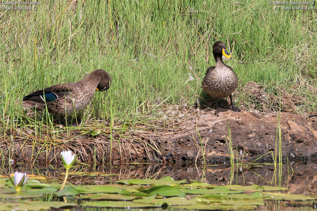 Canard à bec jauneadulte, identification, habitat, soins