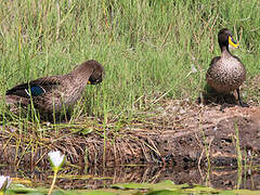 Yellow-billed Duck