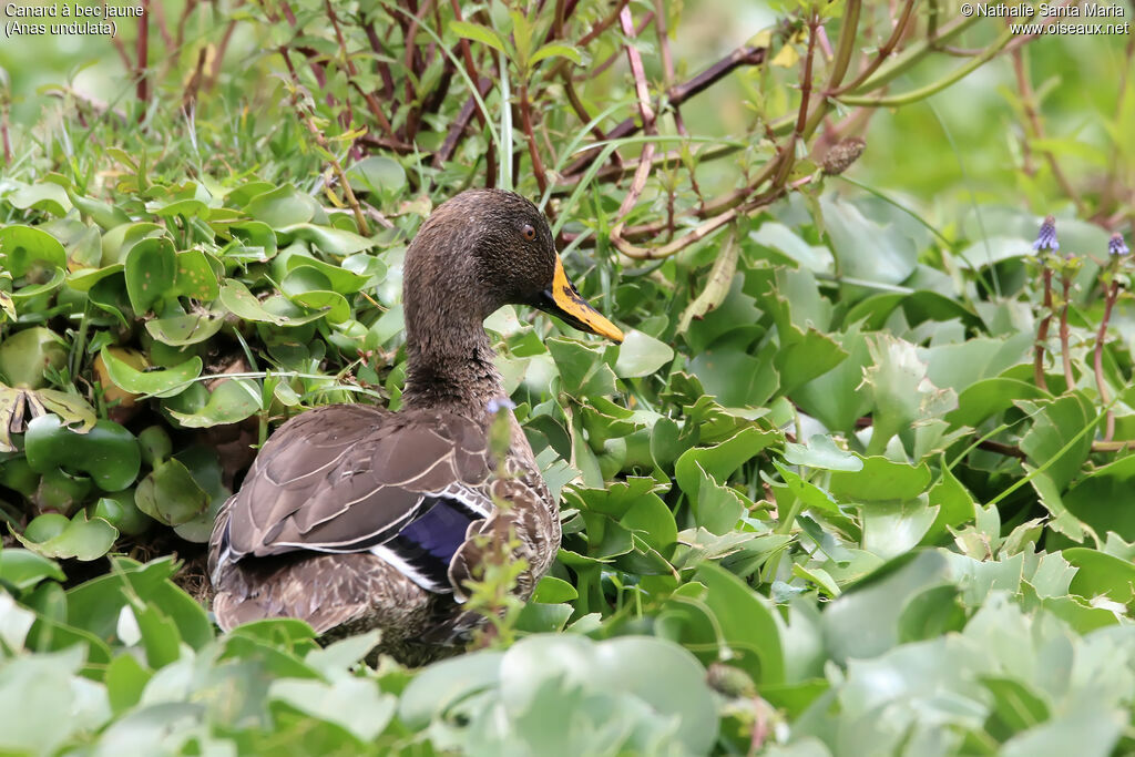 Canard à bec jauneadulte, identification, habitat, marche