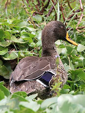 Canard à bec jaune