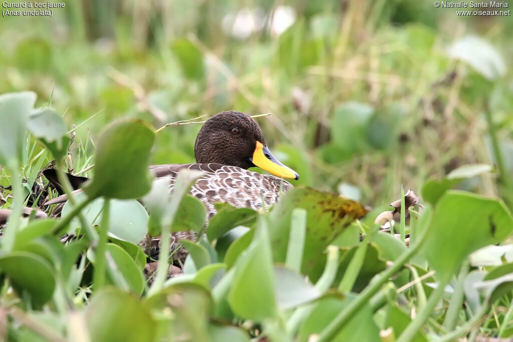 Yellow-billed Duckadult, identification, habitat