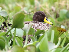 Canard à bec jaune