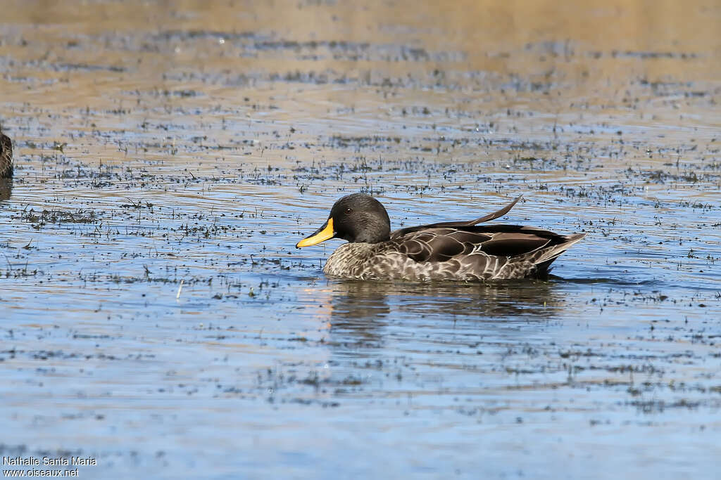 Canard à bec jaune mâle adulte nuptial, pigmentation, nage