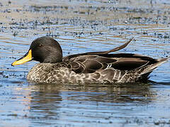 Yellow-billed Duck