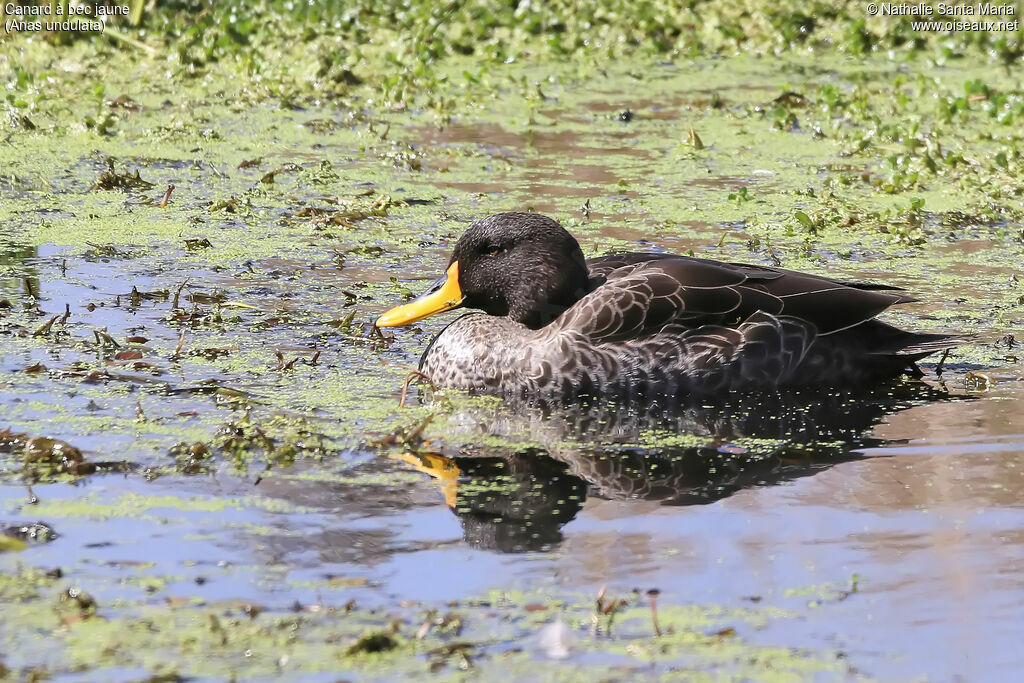 Canard à bec jauneadulte, identification, habitat, nage