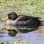 Canard à bec jaune