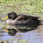 Canard à bec jaune