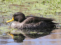 Canard à bec jaune