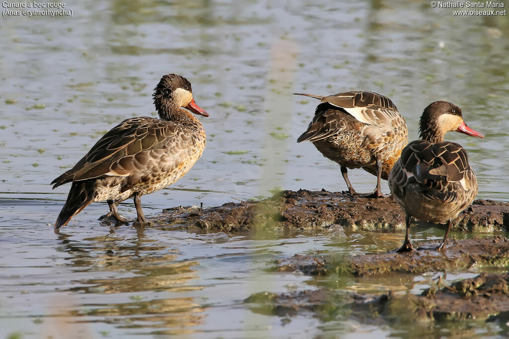 Red-billed Tealadult, habitat