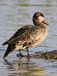 Canard à bec rouge