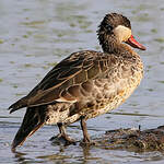 Canard à bec rouge