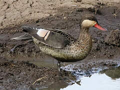 Red-billed Teal