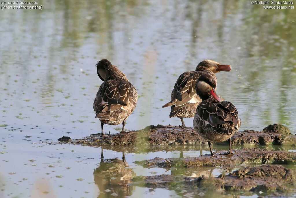 Canard à bec rouge, habitat, soins