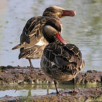 Canard à bec rouge