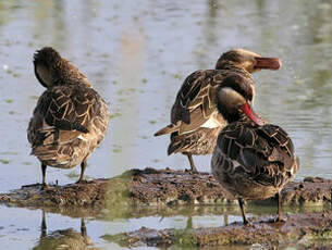 Canard à bec rouge