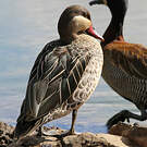 Canard à bec rouge
