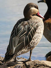 Canard à bec rouge