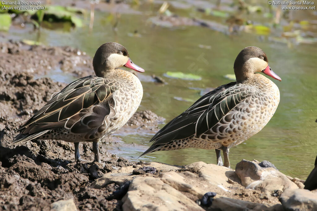 Canard à bec rougeadulte, identification, habitat