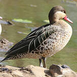 Canard à bec rouge