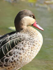 Canard à bec rouge