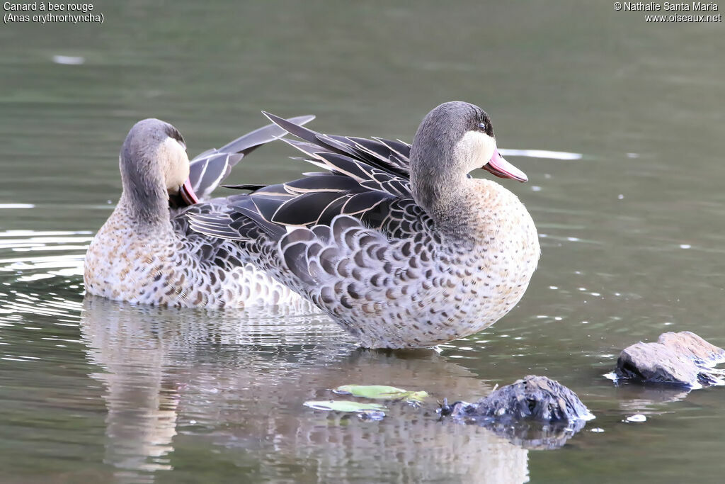 Canard à bec rougeadulte, identification, habitat, soins