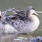 Canard à bec rouge
