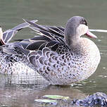 Canard à bec rouge