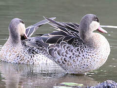 Red-billed Teal