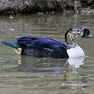 Canard à bosse