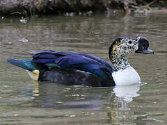 Knob-billed Duck