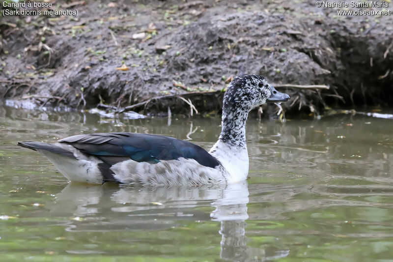 Knob-billed Duck female adult, identification, habitat, swimming