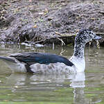 Canard à bosse