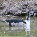 Canard à bosse
