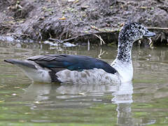 Knob-billed Duck