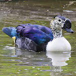 Canard à bosse